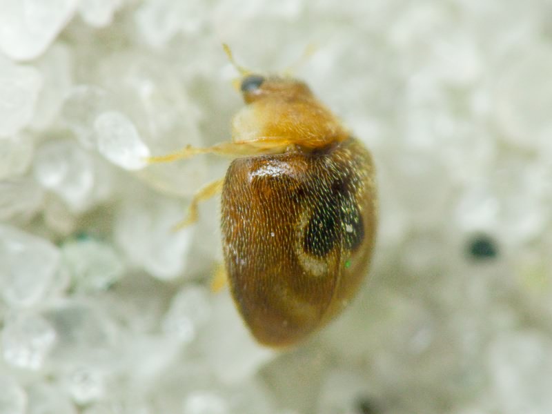 Clitostethus arcuatus (Rossi, 1794)